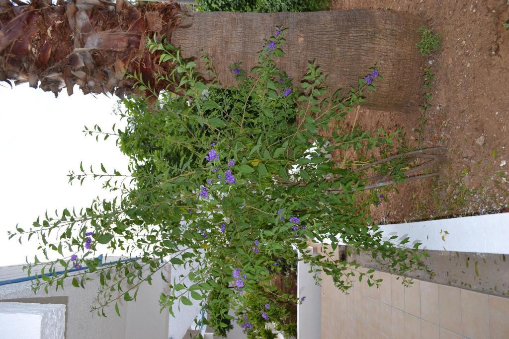 Karavos Hotel Apartments Archangelos  Luaran gambar